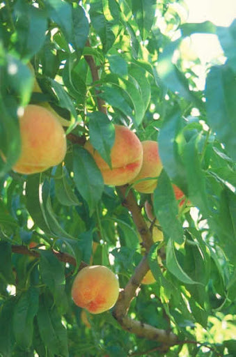 ����� � ���� ������ ������� Prunus persicaO.jp